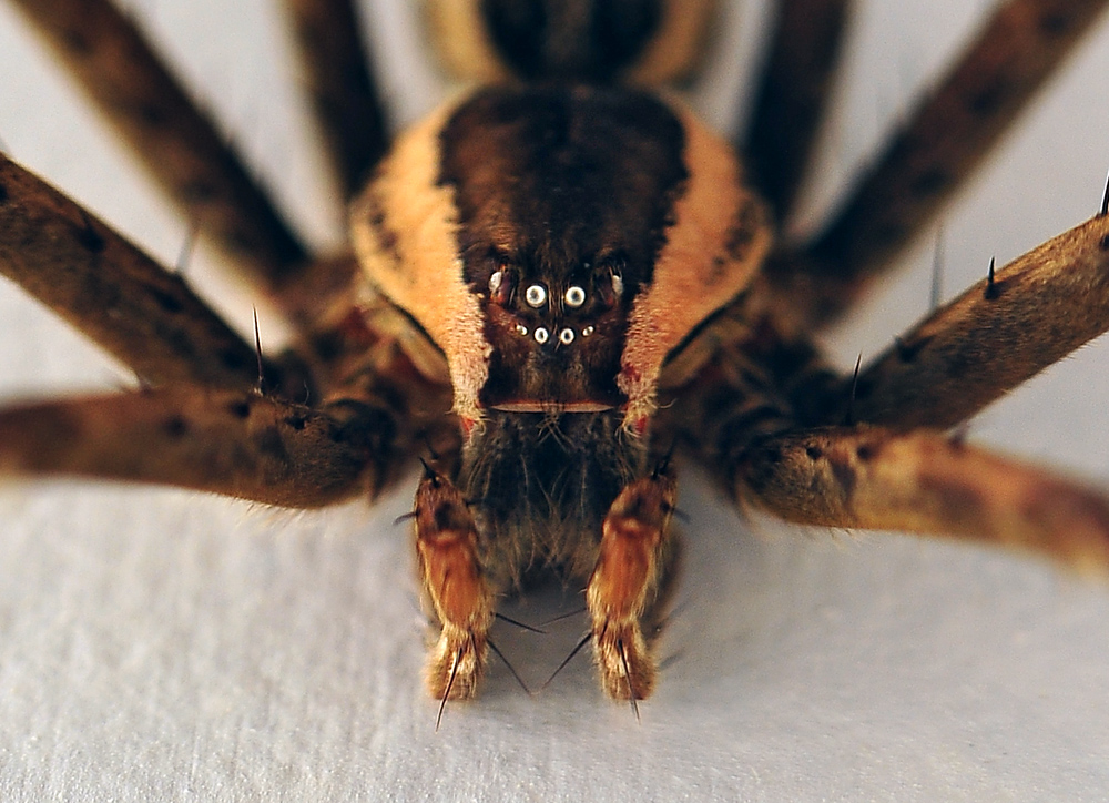 Giant Water Spider - Megadolomedes australianus - Ark.au