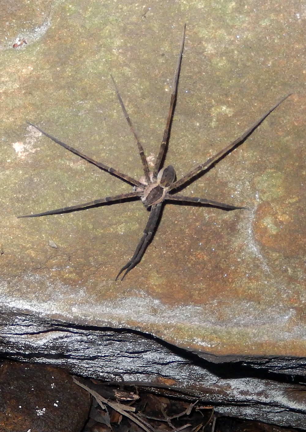 Giant Water Spider - Megadolomedes australianus - Ark.au