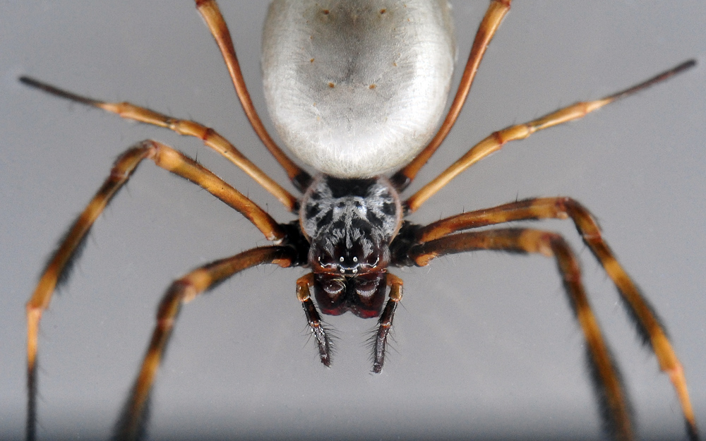 Eastern Golden Orb-Weaving Spider - Nephila plumipes - Ark.au