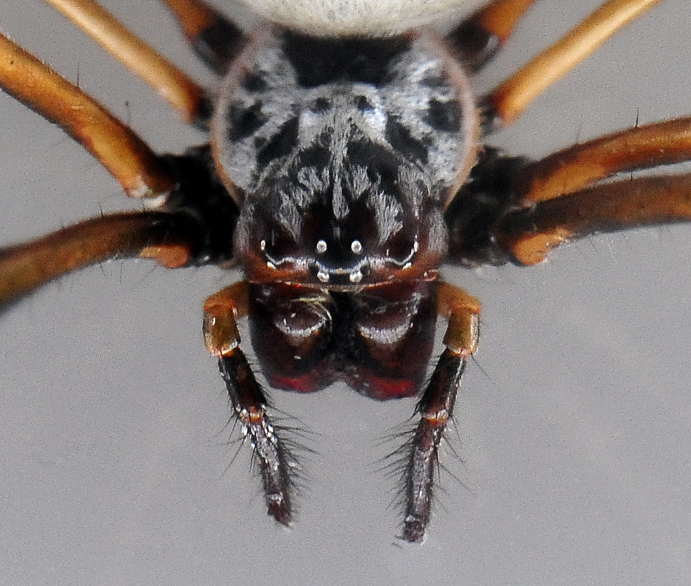 Eastern Golden Orb-Weaving Spider - Nephila plumipes - Ark.au