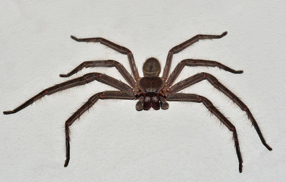 Huntsman Spider - Isopeda sp. - Ark.au