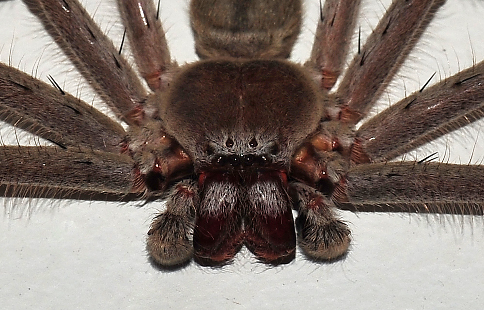 Huntsman Spider - Isopeda sp. - Ark.au