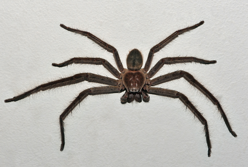 Huntsman Spider - Isopeda sp. - Ark.au