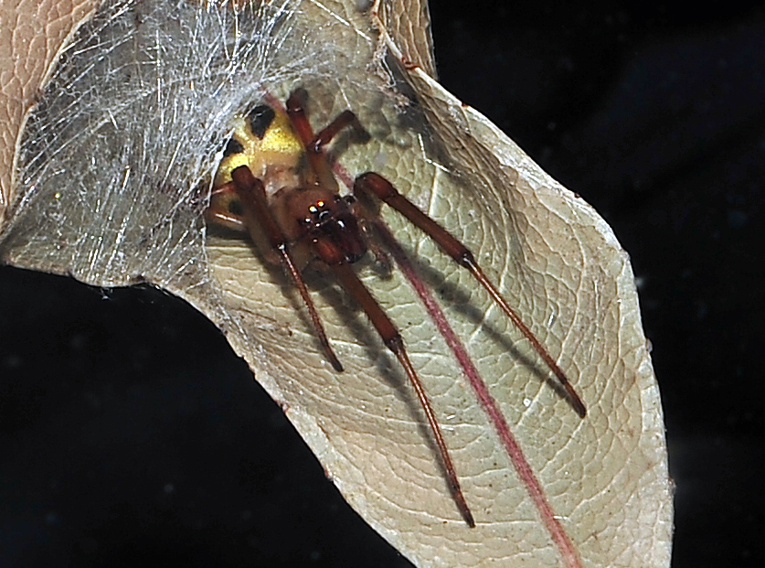 Leaf-Curling Spider - Phonognatha graeffei - Ark.au