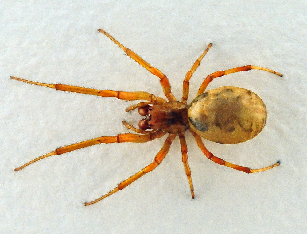 Leaf-Curling Spider - Phonognatha graeffei - Ark.au