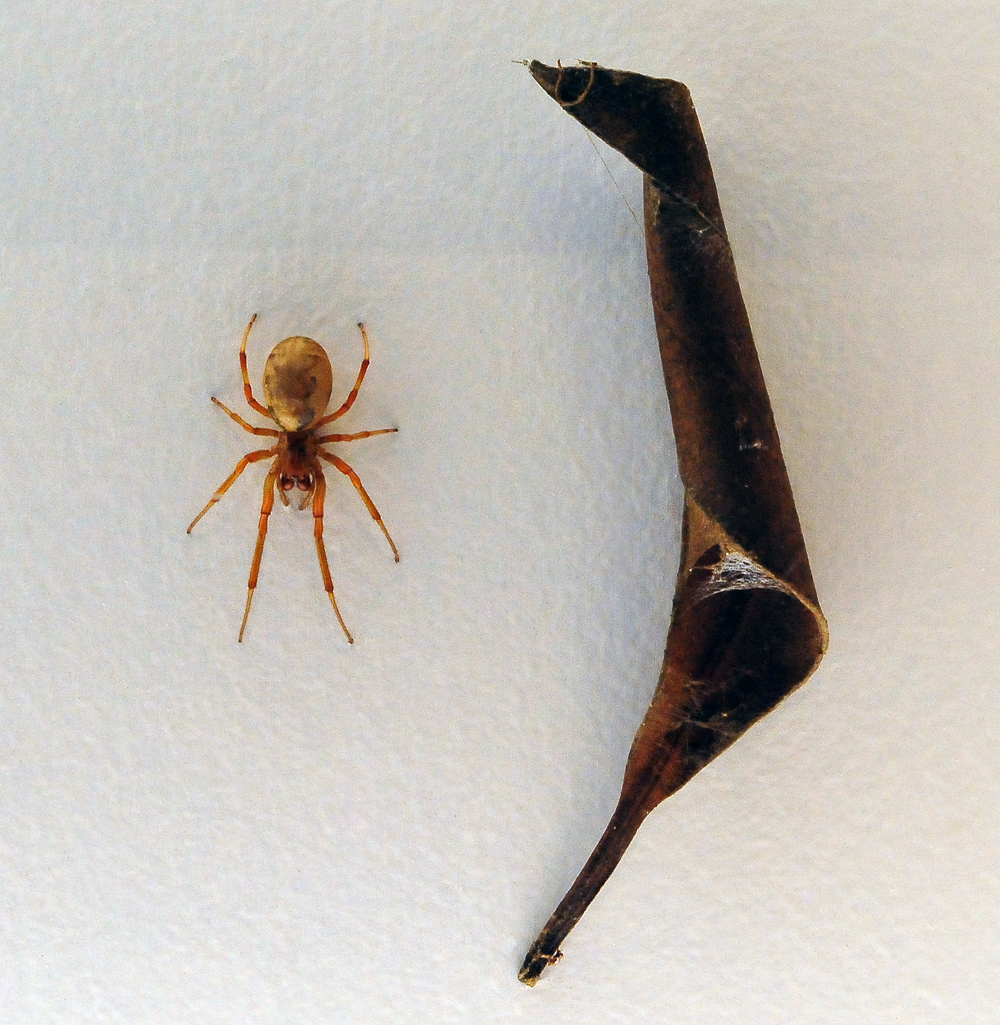 Leaf-Curling Spider - Phonognatha graeffei - Ark.au