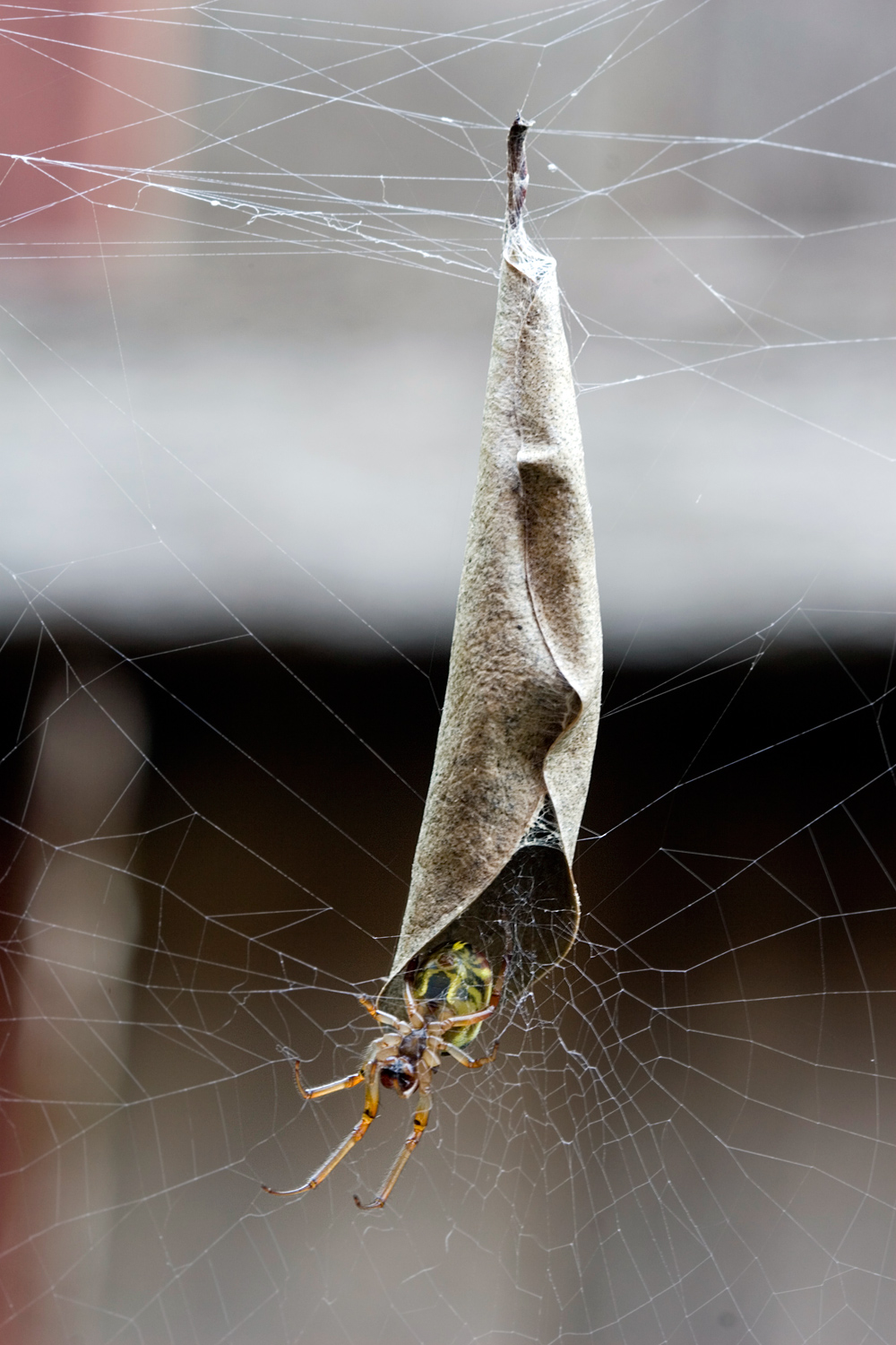 Leaf-Curling Spider - Phonognatha graeffei - Ark.au