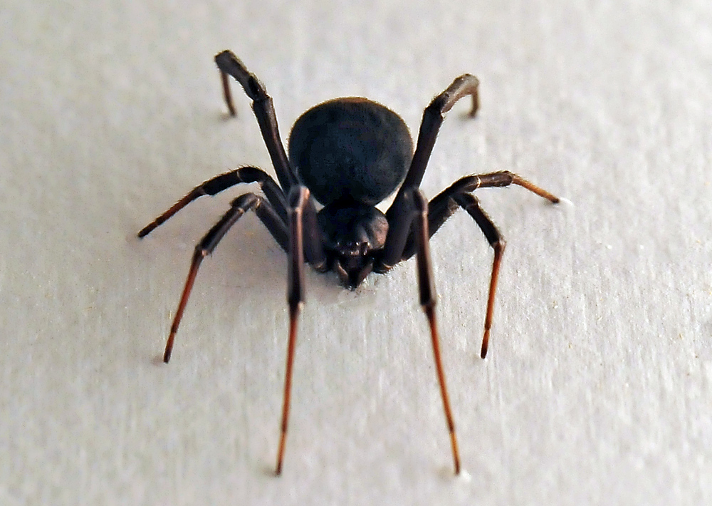 Redback Spider - Latrodectus hasseltii - Ark.au