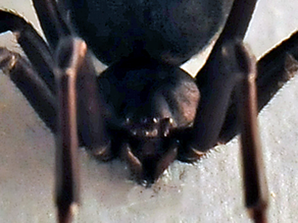 Redback Spider - Latrodectus hasseltii - Ark.au