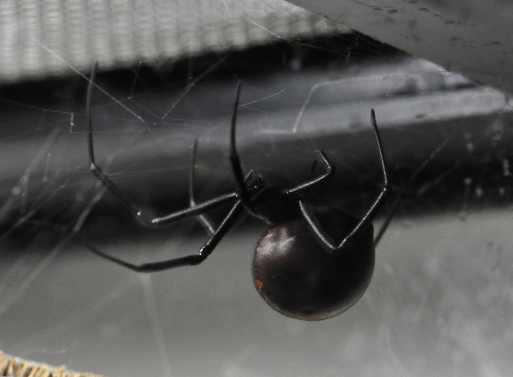 Redback Spider - Latrodectus hasseltii - Ark.au