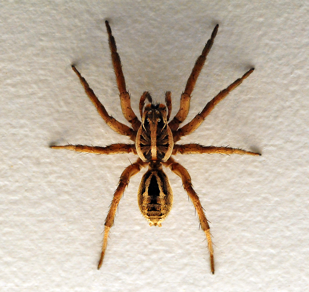 Wolf Spider - Allocosa obscuroides - Ark.au