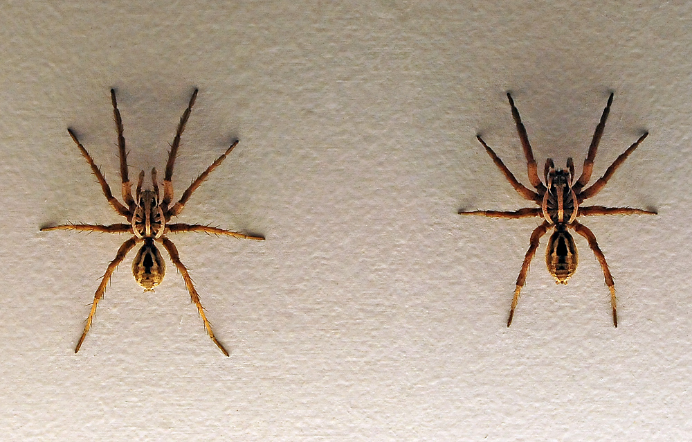 Wolf Spider - Allocosa obscuroides - Ark.au