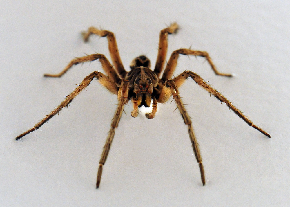 Wolf Spider - Allocosa obscuroides - Ark.au