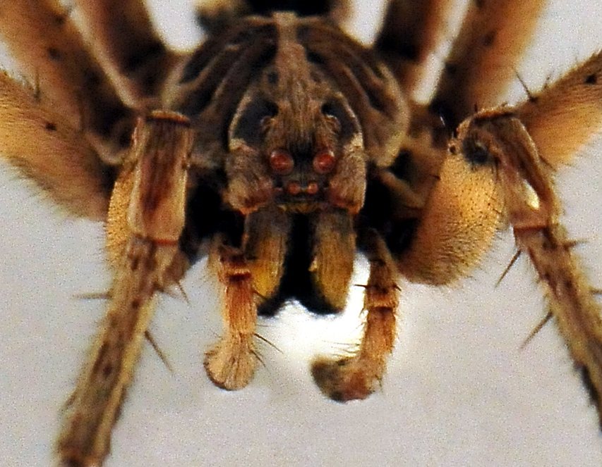 Wolf Spider - Allocosa obscuroides - Ark.au