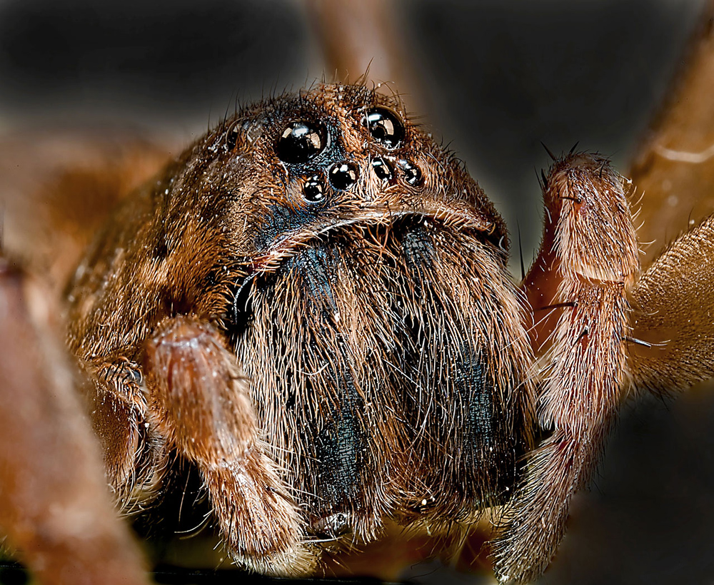 Wolf Spider - Allocosa obscuroides - Ark.au